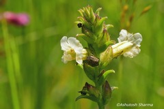 Centranthera cochinchinensis var. nepalensis